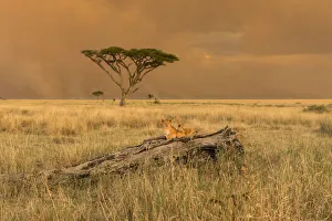 Tanzania, Africa, Serengeti National Park,puppies on a tree trunk Tanzania, Africa, Serengeti National Park,puppies on a tree trunk