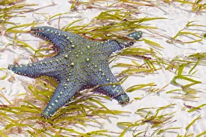 Tanzania, Zanzibar, Unguja, Pongwe. A starfish revealed at low tide Tanzania, Zanzibar, Unguja, Pongwe. A starfish revealed at low tide