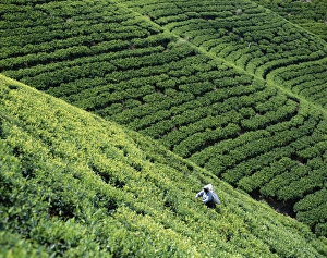 Related Prints: Nuwara Eliya Tea Fields Print