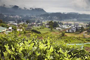 Tea plantation, Nuwara Eliya, Sri Lanka Tea plantation, Nuwara Eliya, Sri Lanka