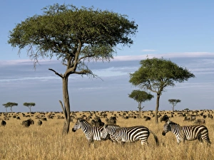 Tens of thousands of zebra and wildebeest graze the Tens of thousands of zebra and wildebeest graze the