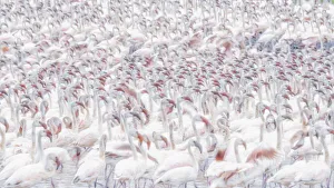 A texture of lesser flamingos (Phoeniconaias minor) in Lake Bogoria, Kenya A texture of lesser flamingos (Phoeniconaias minor) in Lake Bogoria, Kenya