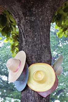 Thailand, Ayutthaya, Wat Chai Watthanaram, Hats hanging from tree Thailand, Ayutthaya, Wat Chai Watthanaram, Hats hanging from tree