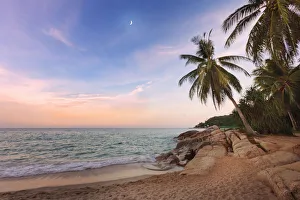 Thailand, Ko Samui, Chaweng beach, Palm tree overhanging sea Thailand, Ko Samui, Chaweng beach, Palm tree overhanging sea