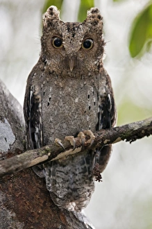 The tiny Sokoke Scops Owl in the Arabuko-Sokoke Forest near Malindi. Discovered in 1965 The tiny Sokoke Scops Owl in the Arabuko-Sokoke Forest near Malindi. Discovered in 1965