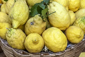 Traditional Sfusati Amalfitan Lemons Print, Campania, Italy