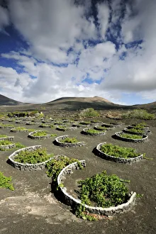 Traditional vineyards in La Geria where the wines are produced in a volcanic ash soil Traditional vineyards in La Geria where the wines are produced in a volcanic ash soil