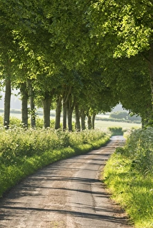 Tree lined country lane, Dorset, England. Summer (July) Tree lined country lane, Dorset, England. Summer (July)