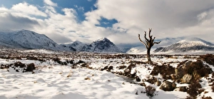 Tree in Rannoch Moor, Glencoe, Scotland, UK Tree in Rannoch Moor, Glencoe, Scotland, UK