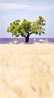 Tree in a wheat and lavender field, Valensole plateau, Provence, France Tree in a wheat and lavender field, Valensole plateau, Provence, France