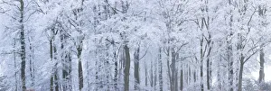 Trees with snow and frost, nr Wotton, Glos, UK Trees with snow and frost, nr Wotton, Glos, UK
