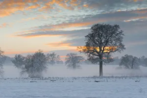 Trees in Winter Mist at Sunset, Norfolk, England Trees in Winter Mist at Sunset, Norfolk, England