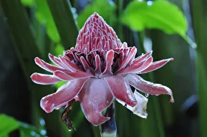 Tropical Flower in the rain, Puerto Narino, Colombia Tropical Flower in the rain, Puerto Narino, Colombia