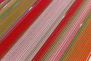 Tulip fields, North Holland, Netherlands Tulip fields, North Holland, Netherlands