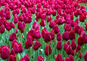Tulips at Keukenhof Gardens, Duin- en Bollenstreek, the Netherlands Tulips at Keukenhof Gardens, Duin- en Bollenstreek, the Netherlands