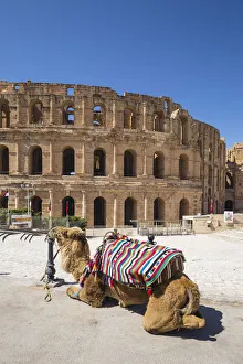 Tunisia, El Jem, Camel in front of Roman Amphitheatre Tunisia, El Jem, Camel in front of Roman Amphitheatre