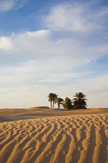 Tunisia, Sahara Desert, Douz, Great Dune Tunisia, Sahara Desert, Douz, Great Dune