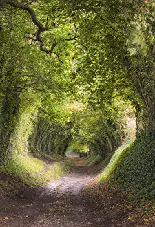 Tunnel Prints: Tunnel of Trees Print, Halnaker Windmill Approach