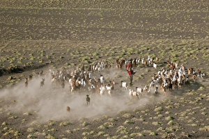 A Turkana man herds his goats in the semi-desert terrain near the southeastern shoreline A Turkana man herds his goats in the semi-desert terrain near the southeastern shoreline