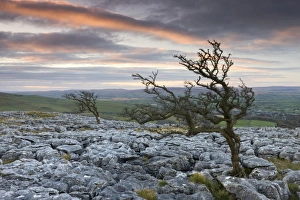 Twisted hawthorn trees growing through the Limestone Pavement on Twistleton Scar Twisted hawthorn trees growing through the Limestone Pavement on Twistleton Scar