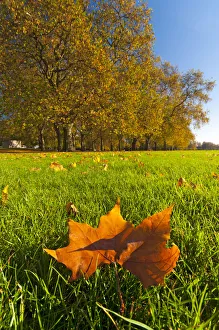 UK, England, London, Hyde Park in Autumn UK, England, London, Hyde Park in Autumn