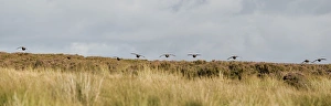UK; Yorkshire. A covey of grouse fly low and fast over the heather on Bingley UK; Yorkshire. A covey of grouse fly low and fast over the heather on Bingley
