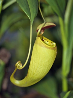 The unusual Pitcher plant The unusual Pitcher plant