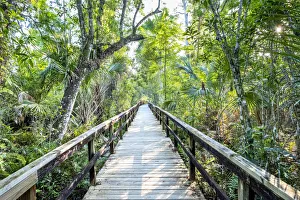 USA, Florida, Big Cypress Bend Boardwalk, Fakahatchee Strand State Preserve, Everglades USA, Florida, Big Cypress Bend Boardwalk, Fakahatchee Strand State Preserve, Everglades