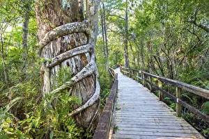 USA, Florida, Strangler Fig Chokes A Tree, Big Cypress Bend Boardwalk USA, Florida, Strangler Fig Chokes A Tree, Big Cypress Bend Boardwalk