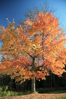 USA, New England, Vermont, Stowe, Fall Foliage USA, New England, Vermont, Stowe, Fall Foliage