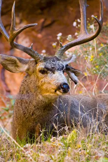 USA, Utah, Zion National Park, Mule Deer Buck USA, Utah, Zion National Park, Mule Deer Buck