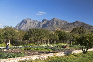 Images Dated 10th October 2017: Vegetable garden at Babylonstoren Wine Estate, Paarl, Western Cape, South Africa