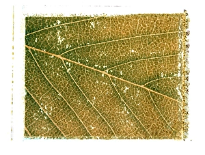 Leaf Patterns Prints: Viens of a leaf