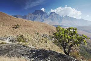 View of Champagne Castle in Monks Cowl Nature Reserve, Ukhahlamba-Drakensberg Park View of Champagne Castle in Monks Cowl Nature Reserve, Ukhahlamba-Drakensberg Park