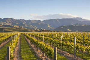 Blenheim Sunset Vine Rows Print, Marlborough, New Zealand