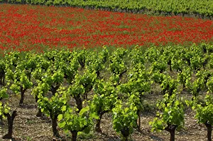 Vineyards, Ardeche, Rhones-Alpes, France Vineyards, Ardeche, Rhones-Alpes, France