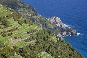 Vineyards above Manarola, Cinque Terre, Riviera di Levante, Liguria, Italy Vineyards above Manarola, Cinque Terre, Riviera di Levante, Liguria, Italy