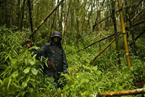 Virunga, Rwanda. A guide leads tourists through the ancient forests Virunga, Rwanda. A guide leads tourists through the ancient forests