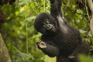 Virunga, Rwanda. A playful baby gorilla swings in the forest Virunga, Rwanda. A playful baby gorilla swings in the forest