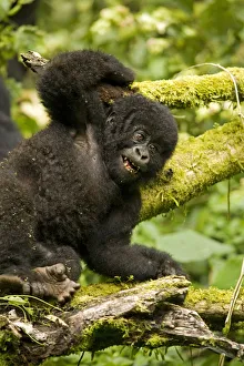Virunga, Rwanda. A playful baby gorilla wrestles with its siblings Virunga, Rwanda. A playful baby gorilla wrestles with its siblings