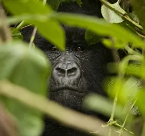 Virunga, Rwanda. A silverback gorilla peers through the undergrowth Virunga, Rwanda. A silverback gorilla peers through the undergrowth