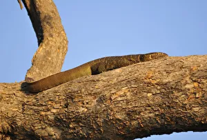 Water Monitor Lizard suning on tree branch, Chobe National Park, Botswana, Africa Water Monitor Lizard suning on tree branch, Chobe National Park, Botswana, Africa