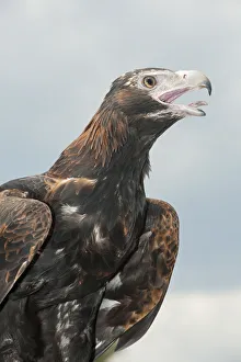 Wedge-tailed eagle (Aquila audax) squawking, Brisbane, Queensland, Australia Wedge-tailed eagle (Aquila audax) squawking, Brisbane, Queensland, Australia