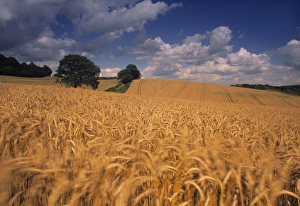 Rural England Scenery Prints: Wheat field
