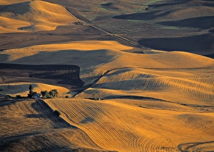 Washington State Landscapes Prints: Wheat Fields