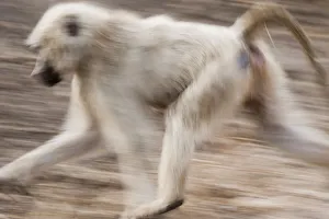 White baboon running, Tarangire, Tanzania White baboon running, Tarangire, Tanzania