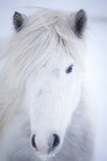 White icelandic horse, Snaefellsness peninsula, Iceland