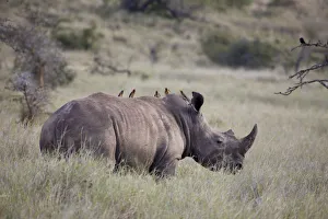 White rhinoceros, Lewa Wildlife Conservancy, Kenya White rhinoceros, Lewa Wildlife Conservancy, Kenya