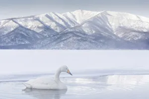 Whooper Swan (Cygnus cygnus), Lake Kussharo, Hokkaido, Japan Whooper Swan (Cygnus cygnus), Lake Kussharo, Hokkaido, Japan