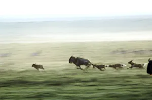 Wild dogs hunting wildebeeste , Piyaya, Tanzania Wild dogs hunting wildebeeste , Piyaya, Tanzania